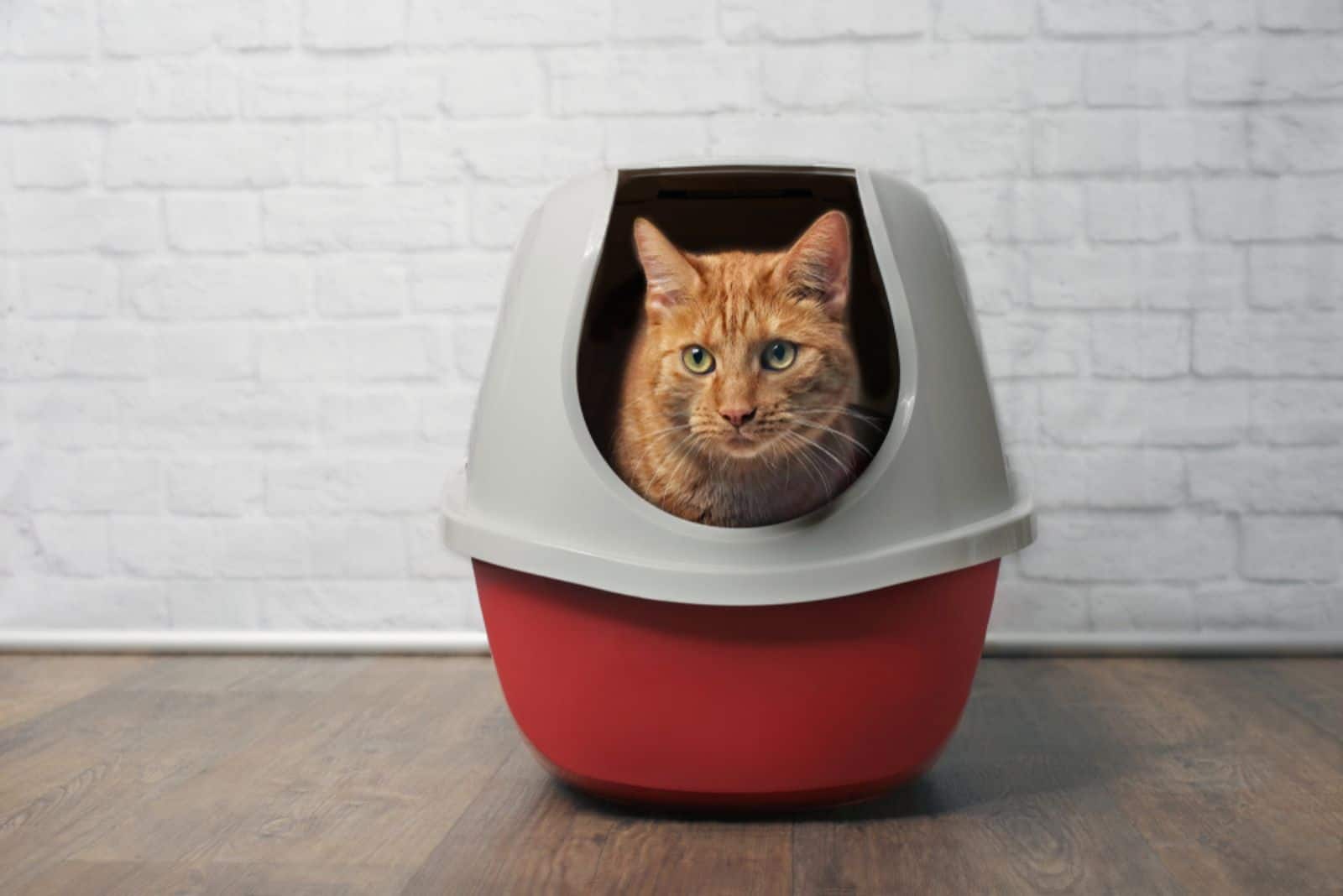 Cute ginger cat using a red, closed litter box