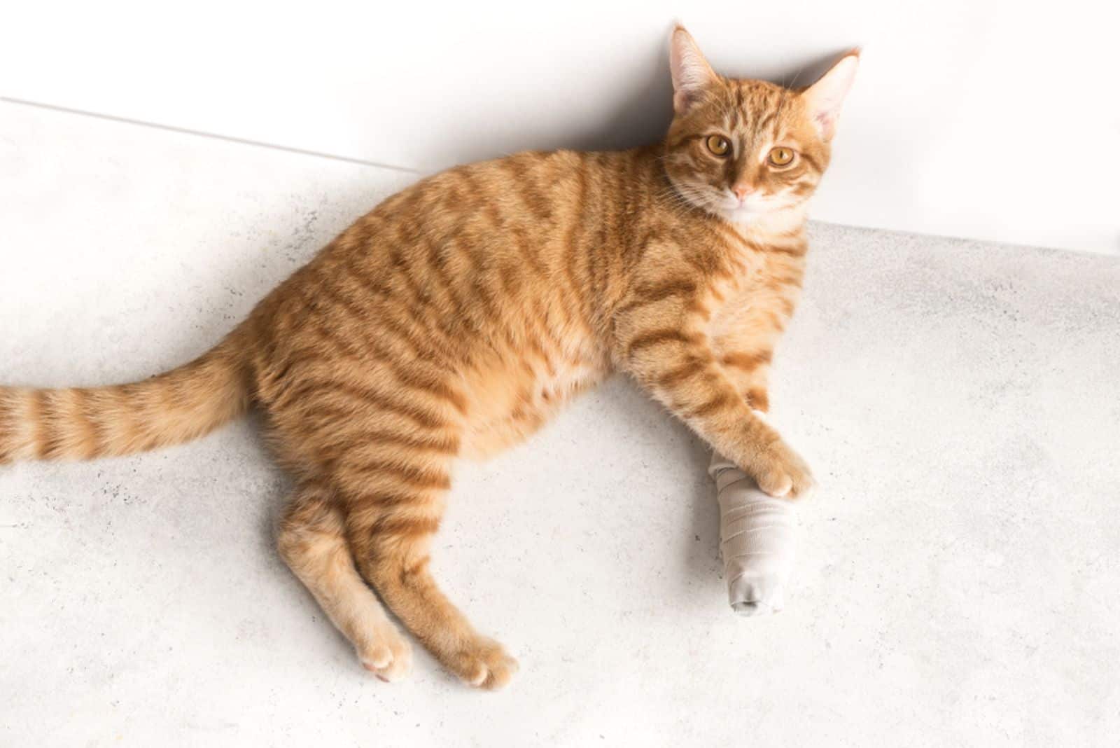  Cute ginger cat with broken leg on white floor