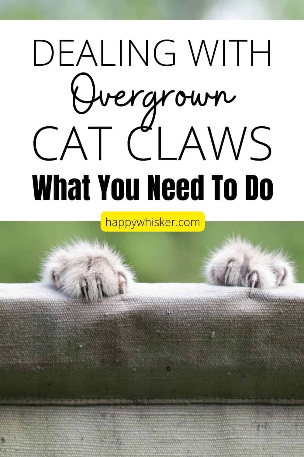 Dealing With Overgrown Cat Claws – What You Need To Do Pinterest