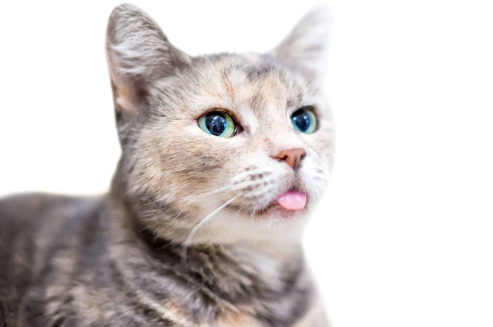 Dilute Tortoiseshell Cat and white background