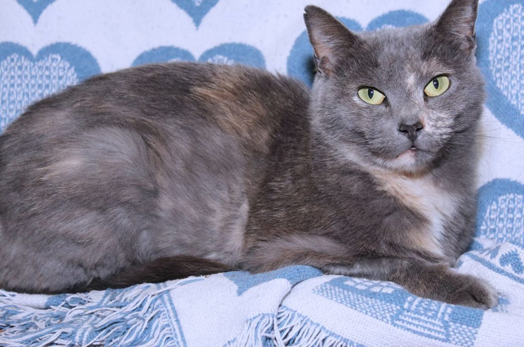 The Beauty Of Dilute Tortoiseshell Cats A Complete Guide