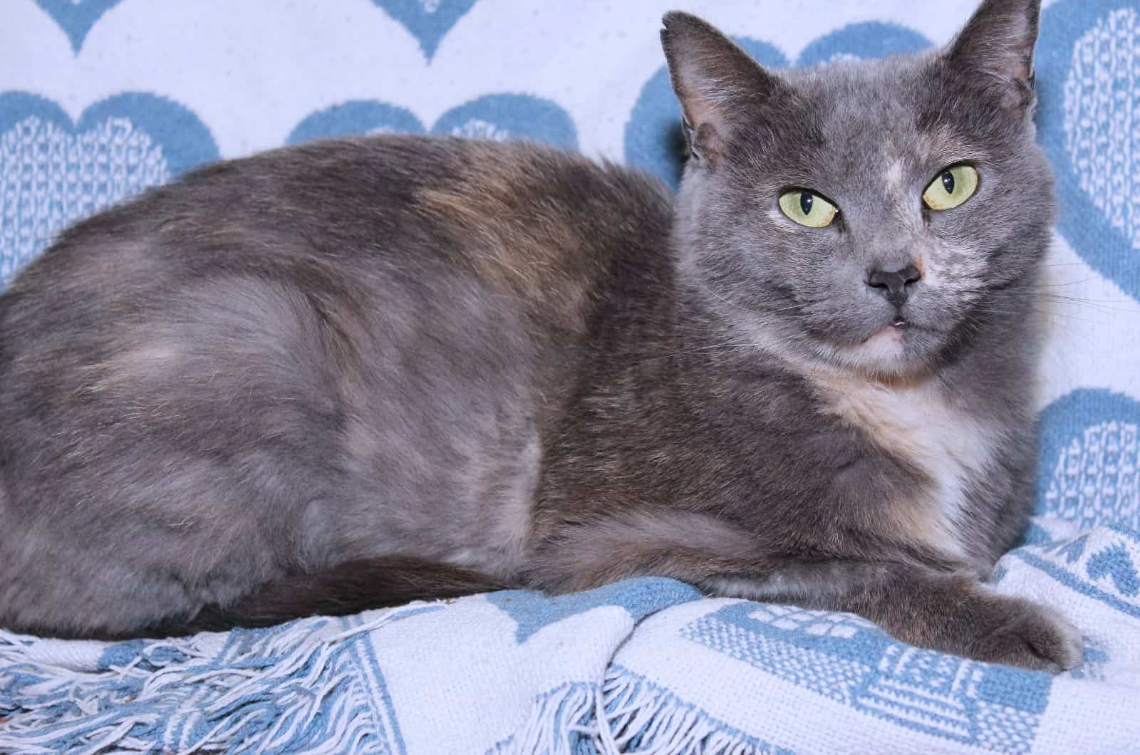 Dilute Tortoiseshell Cat lying on blanket