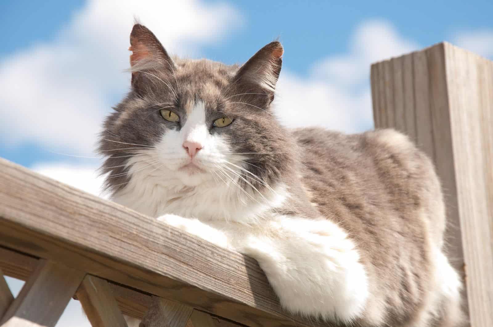 Dilute Tortoiseshell Cat lying outside