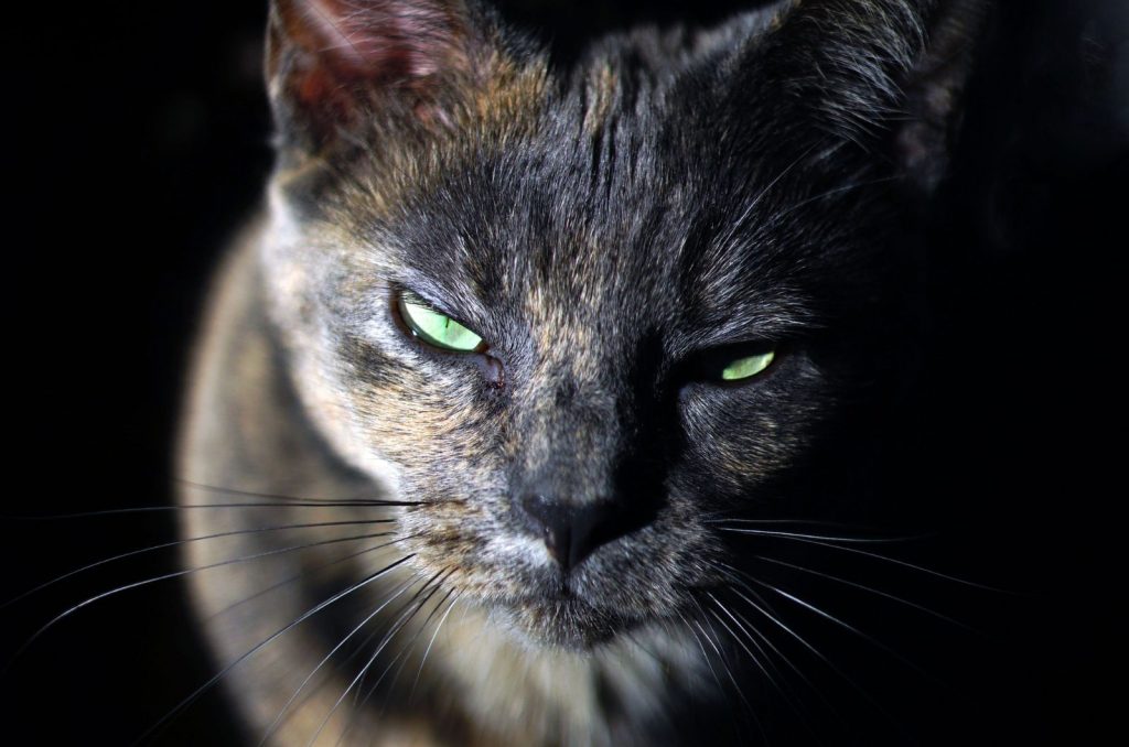 The Beauty Of Dilute Tortoiseshell Cats - A Complete Guide