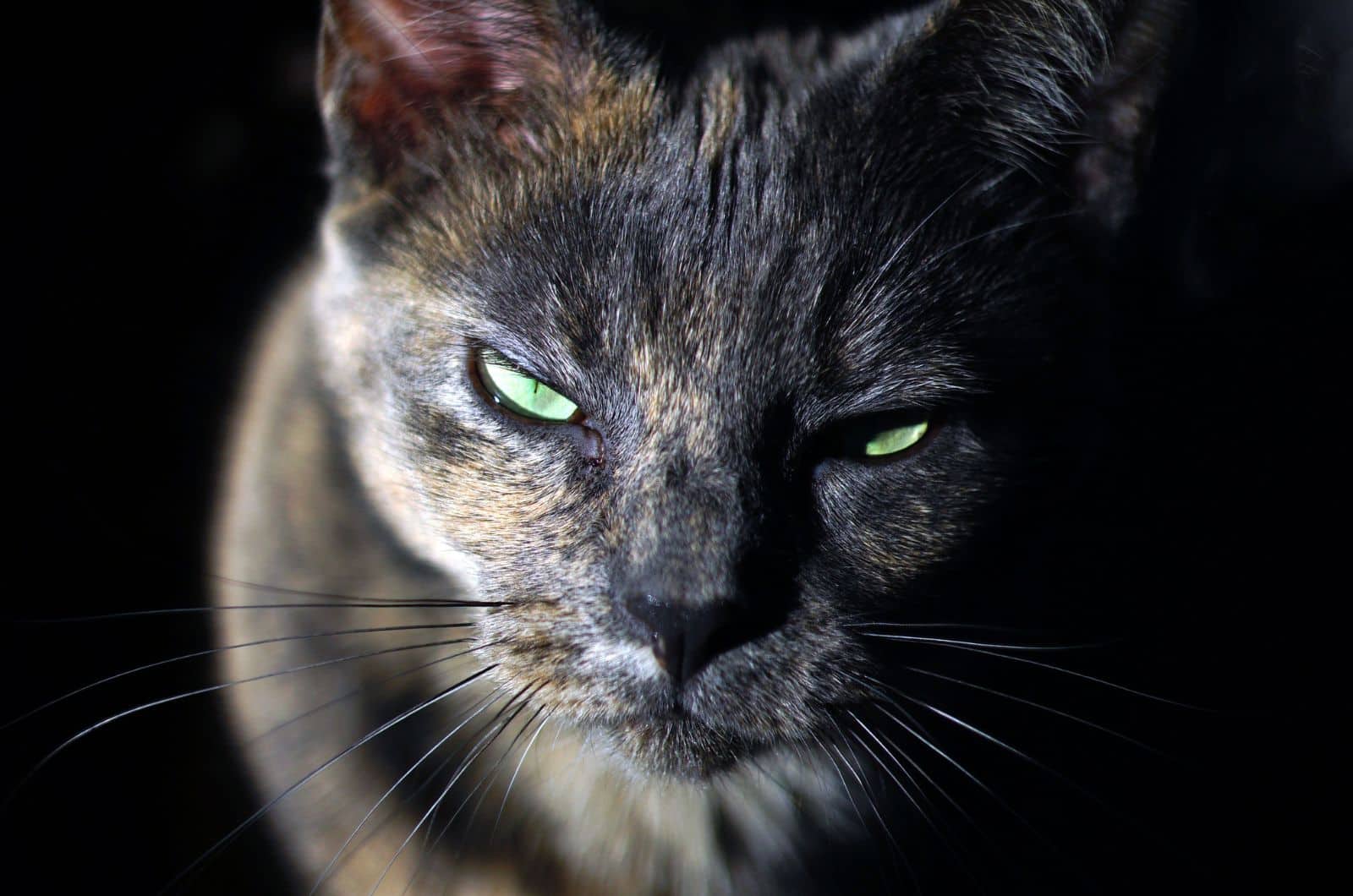 Dilute Tortoiseshell Cat sitting in dark