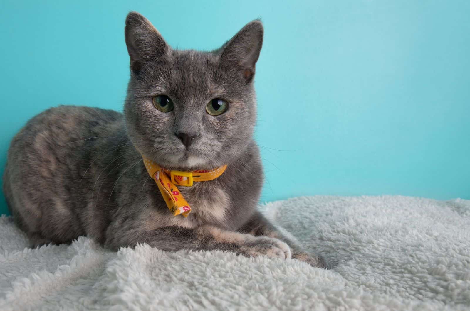 Dilute Tortoiseshell Cat sitting on blanket