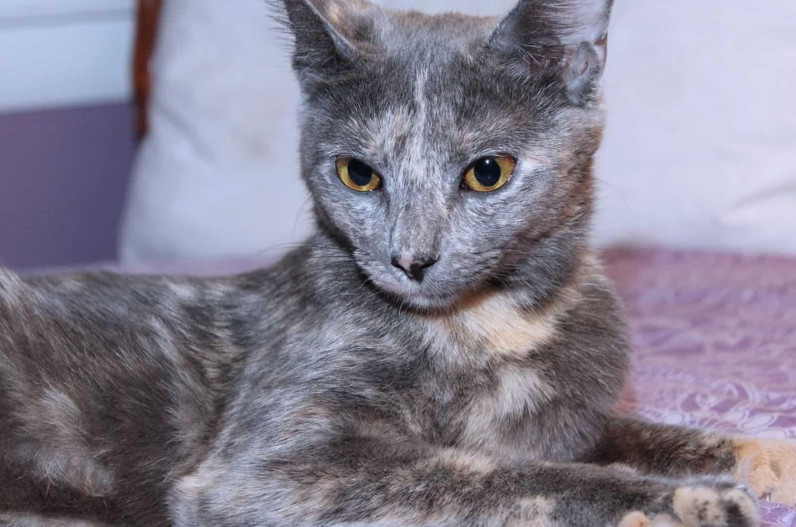 Dilute Tortoiseshell Cat sitting on sofa looking away