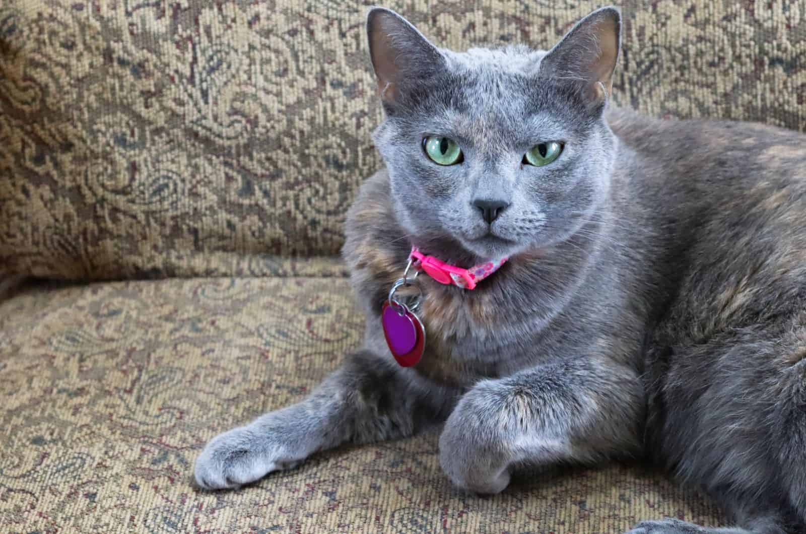 Dilute Tortoiseshell Cat sitting on sofa