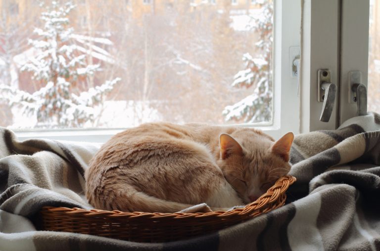 cat sleeping next to a window