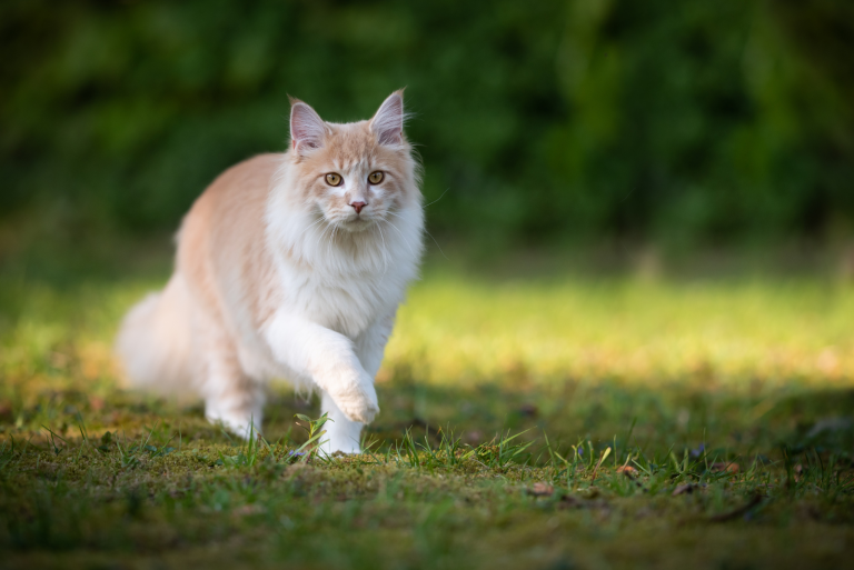 the cat is walking on the grass