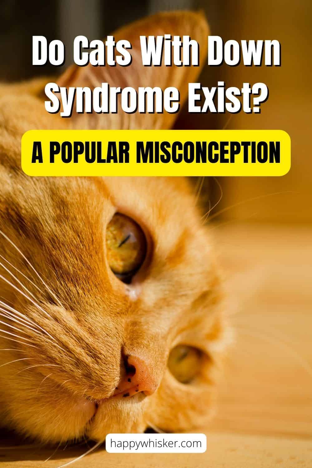 Do Cats With Down Syndrome Exist A Popular Misconception