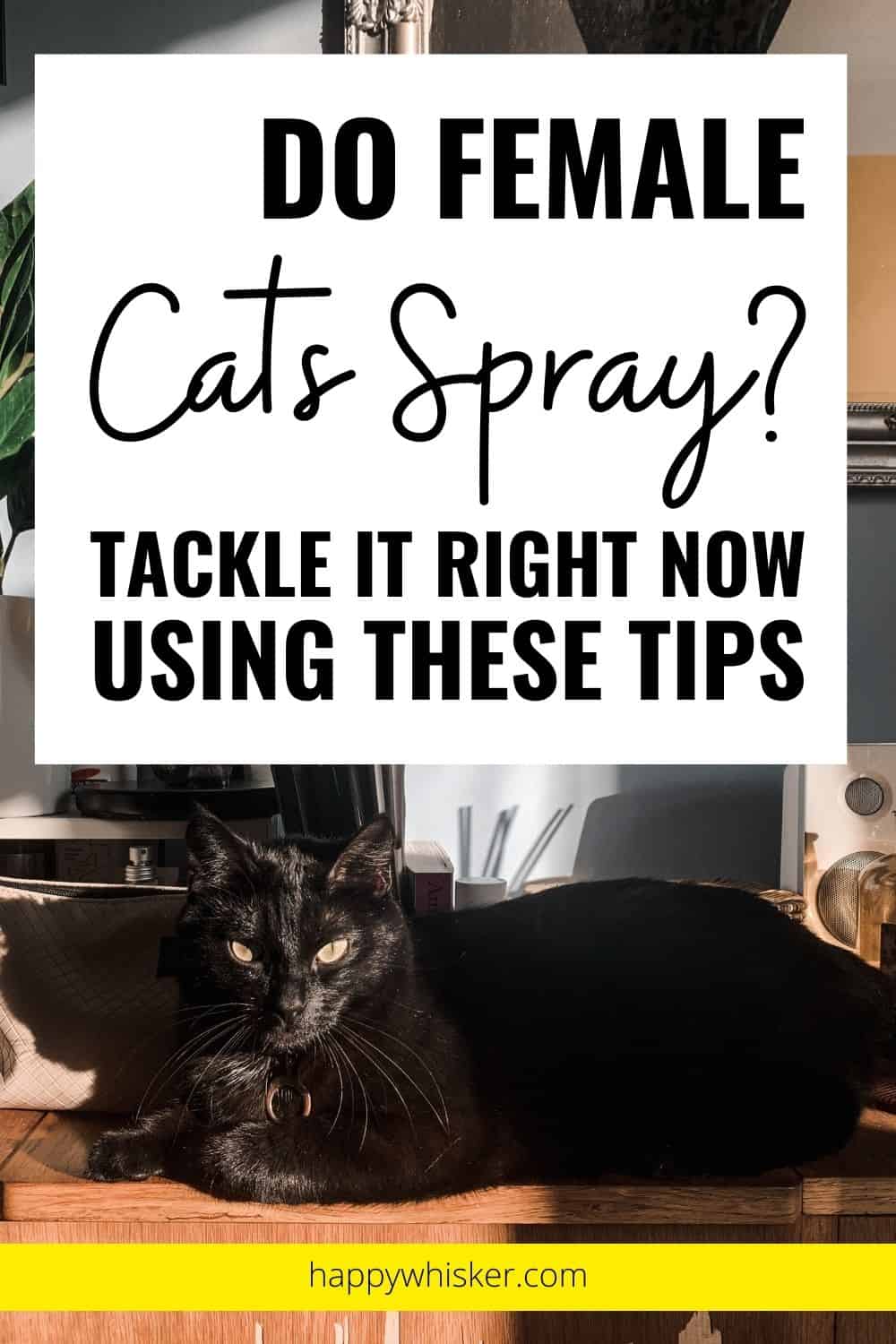 Do Female Cats Spray Tackle It Right Now Using These Tips Pinterest