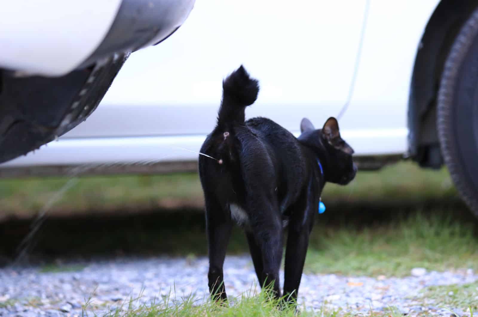 black cat spraying outside by car