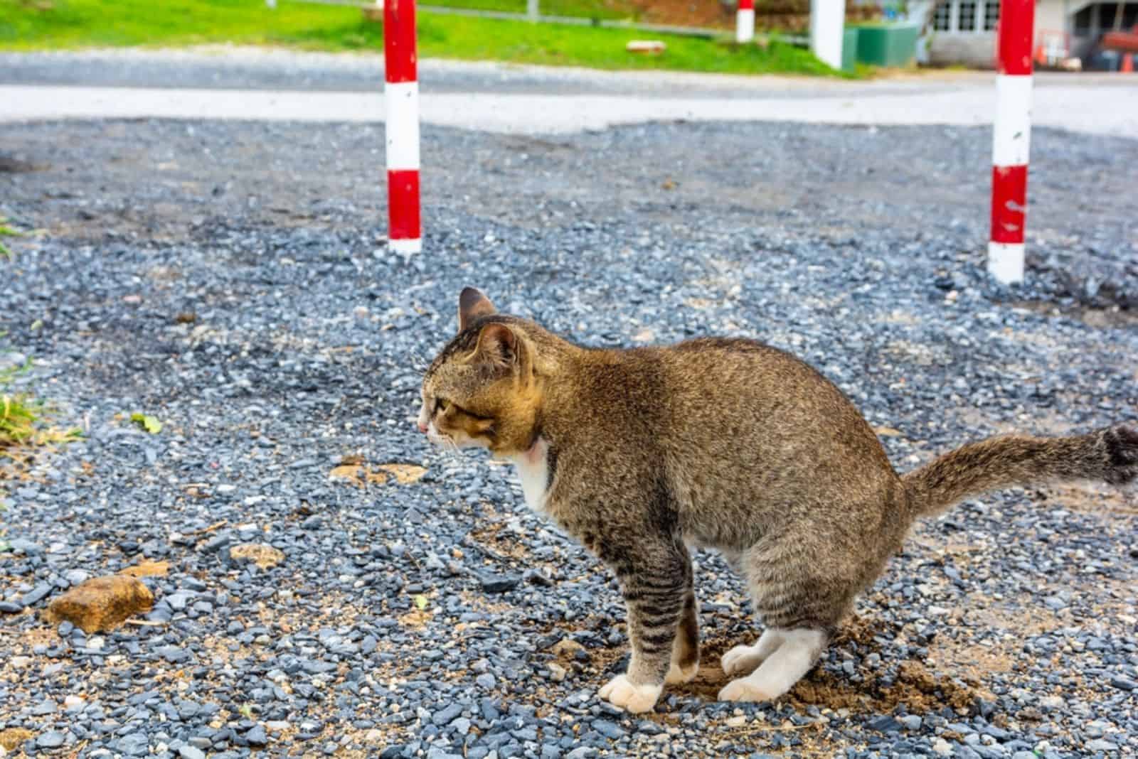 Domestic cat pooping on gravel floor