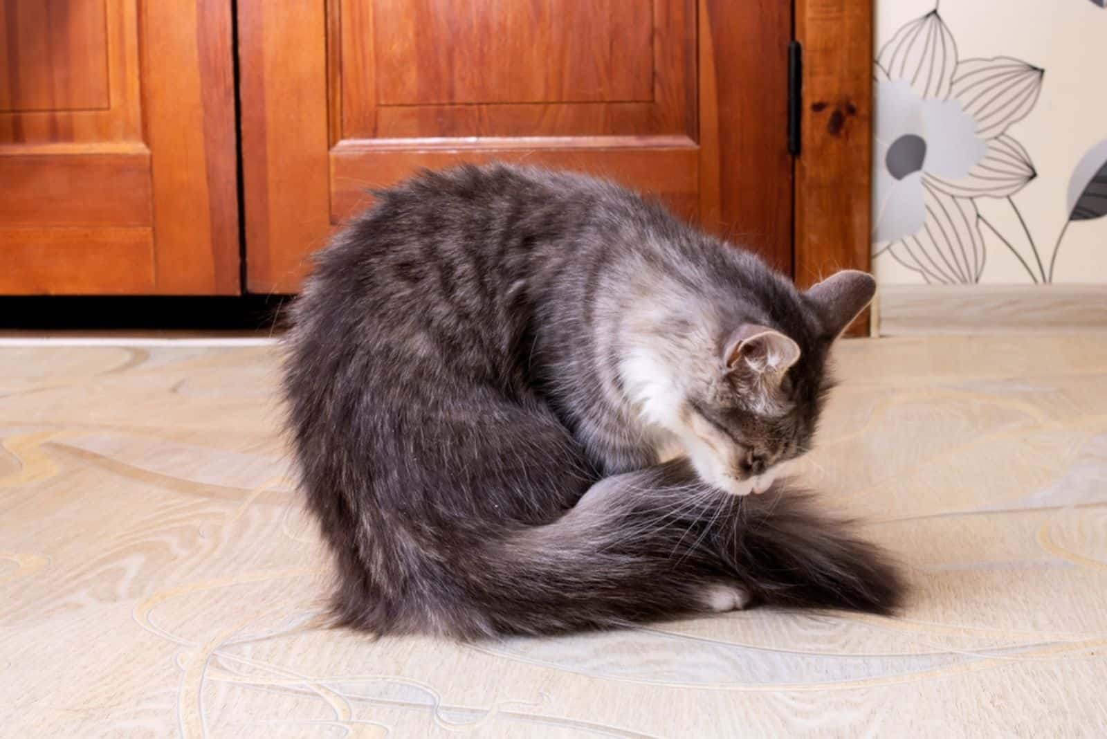 Gray fluffy cat washes its tail 