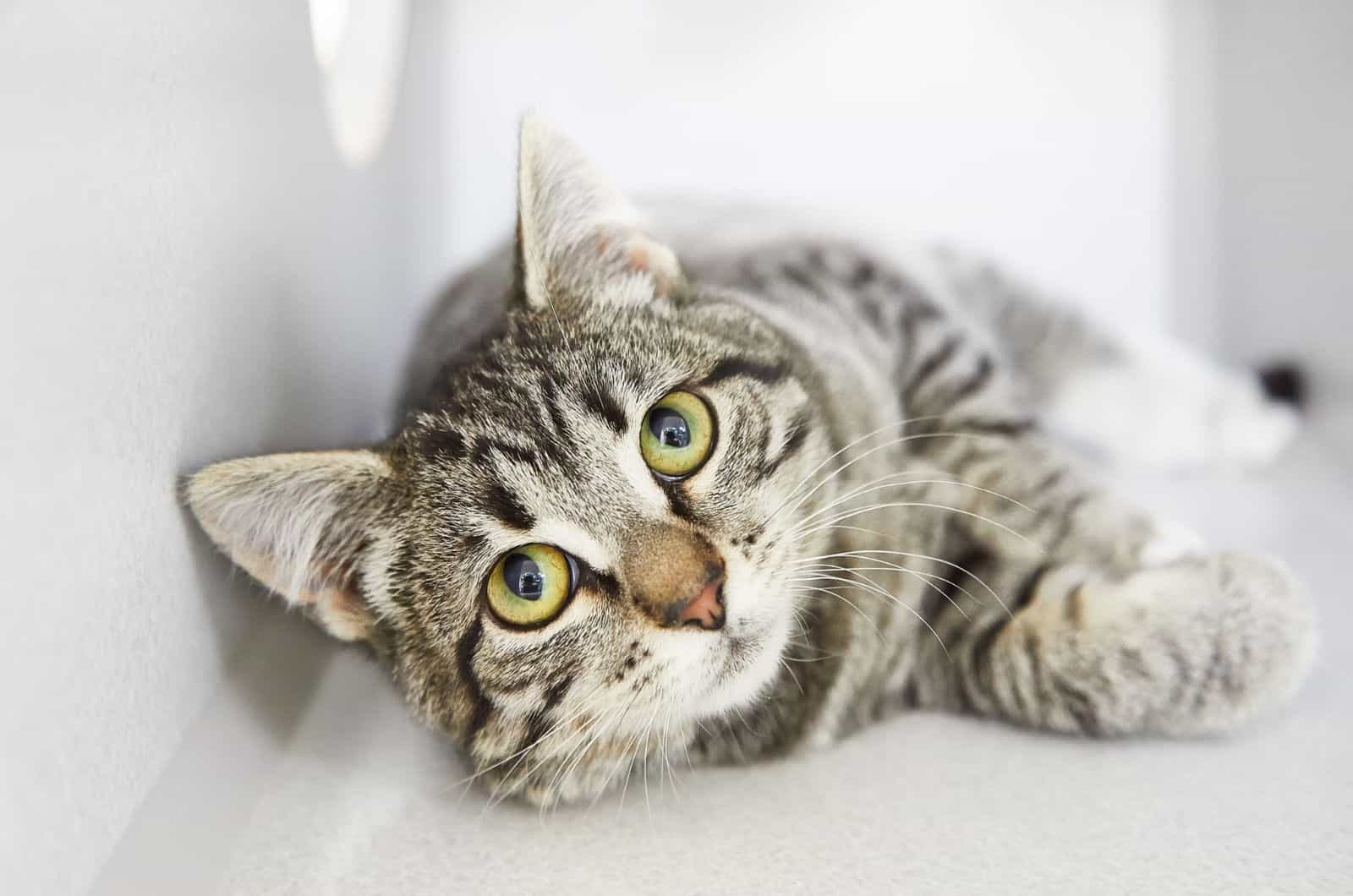 gray tabby friendly cat rolling