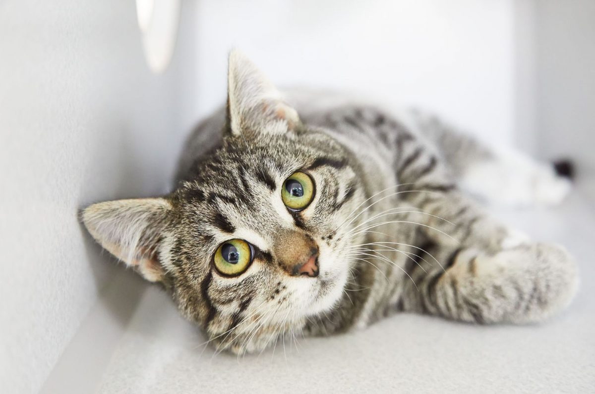 Tabby Vs Bengal Cat How To Tell Them Apart? (With Pictures)