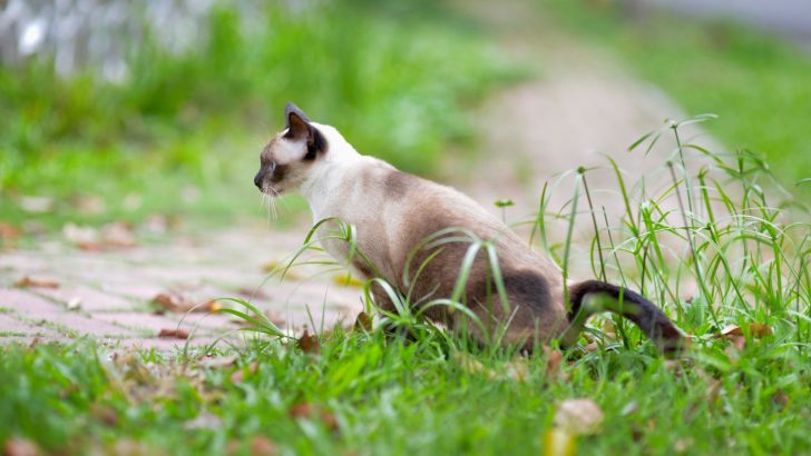 Green Cat Poop – No Biggie Or A Cause For Concern?