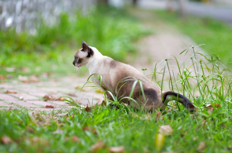 cat pooping outside in grass