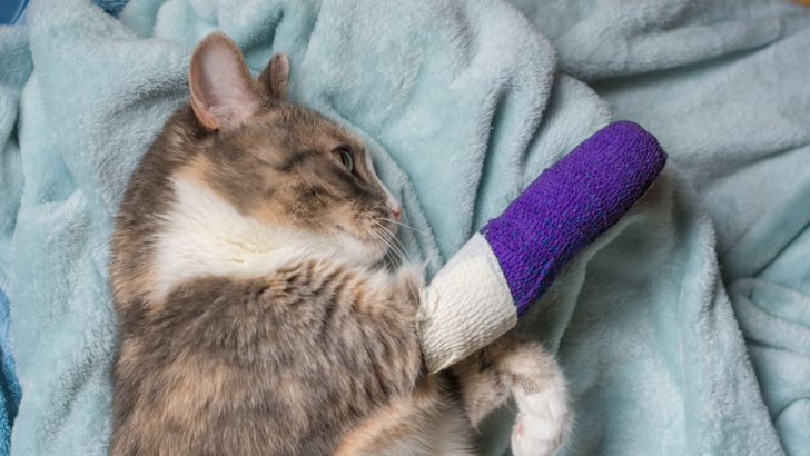 Has Your Cat Broken A Leg? What Every Cat Owner Should Know