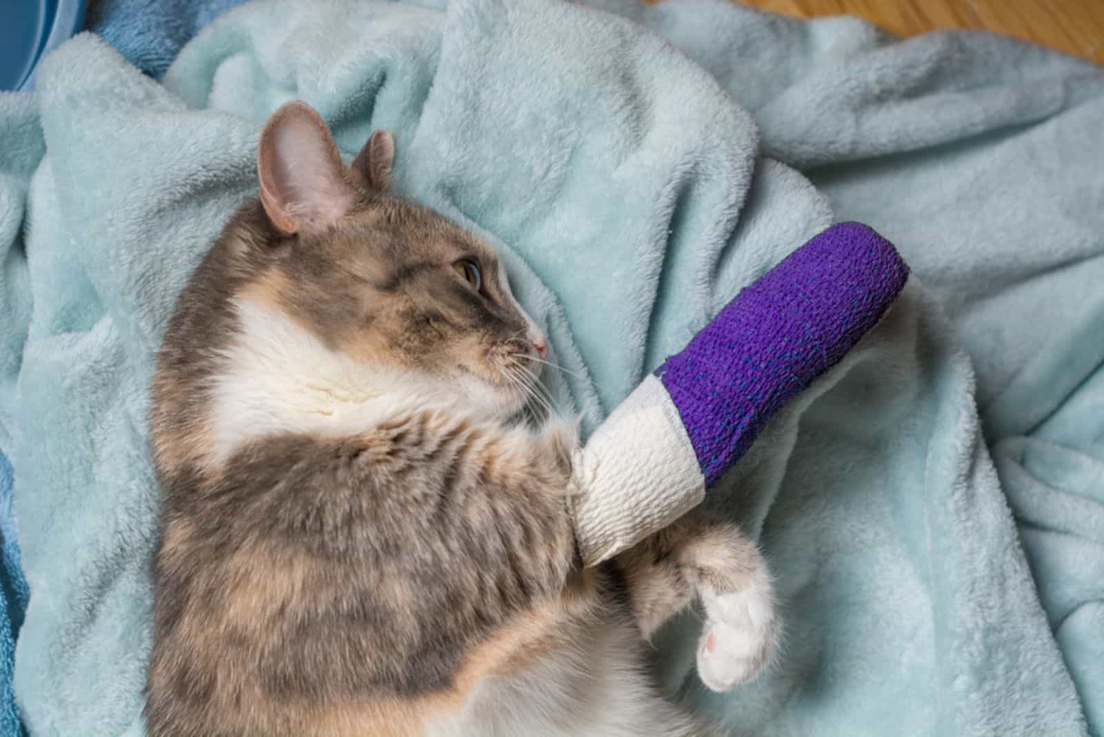 cat with broken leg laying