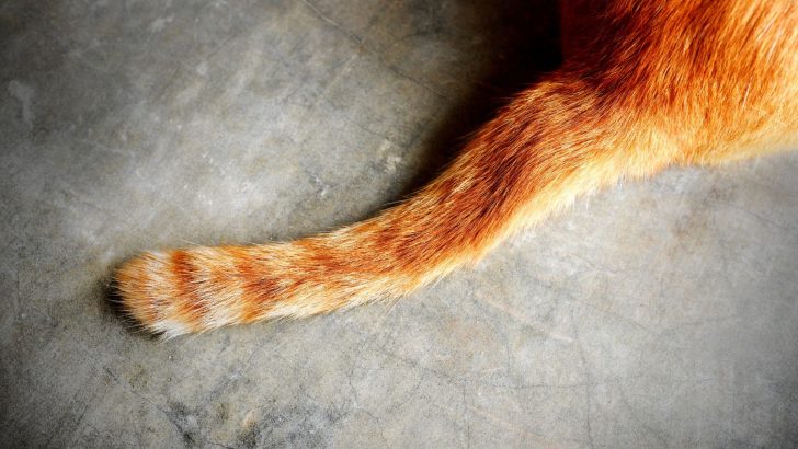 Helping My Cat With Broken Tail – How To Treat It Properly?
