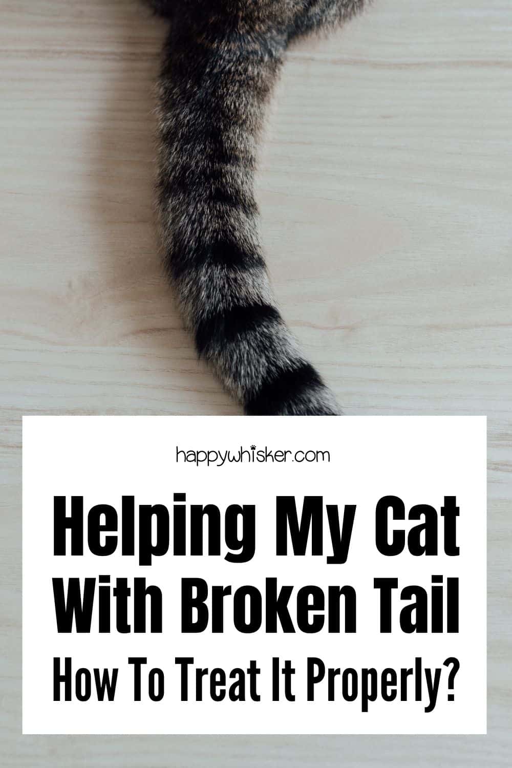 Helping My Cat With Broken Tail - How To Treat It Properly Pinterest