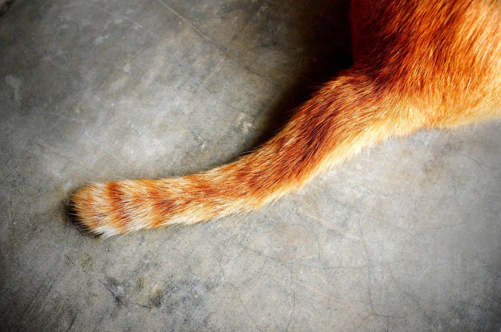 Cat With Broken Tail
