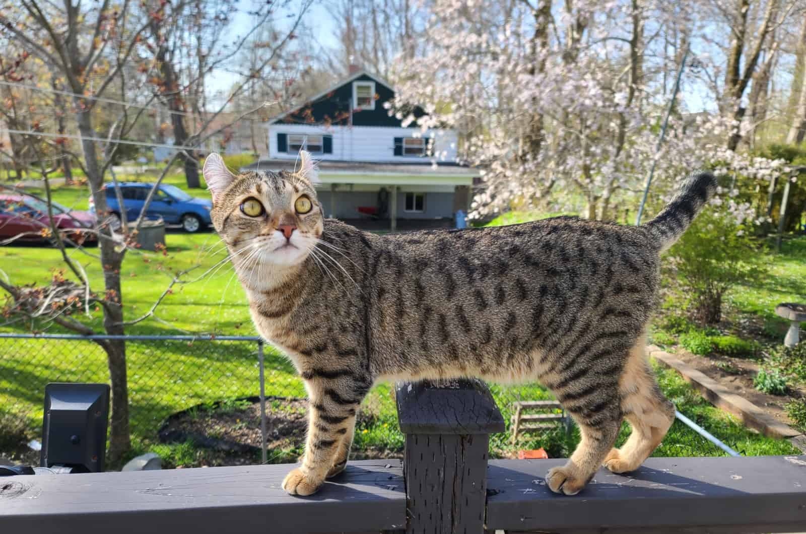 Highlander Cat