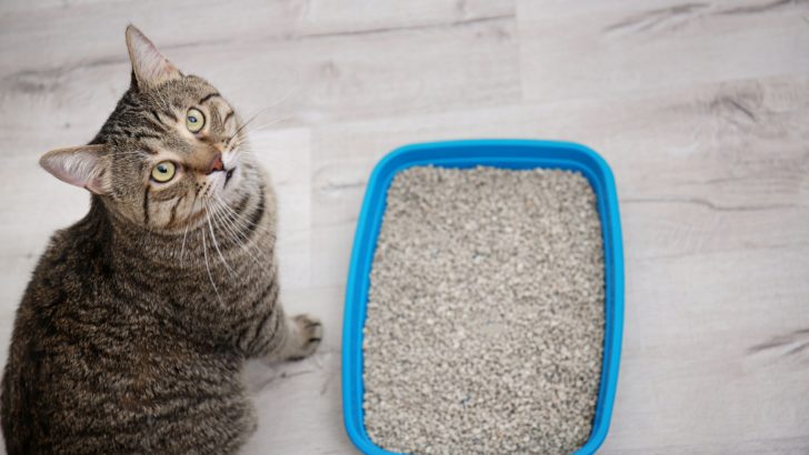 How Long Can Cats Hold Their Poop? A Helpful Guide