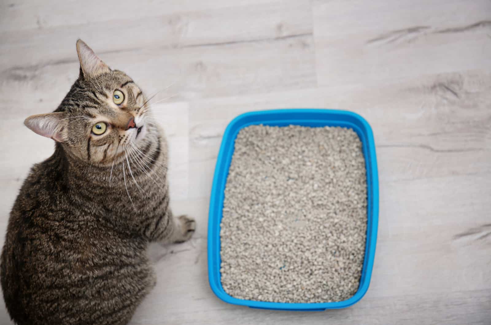 cat standing next to a litter box