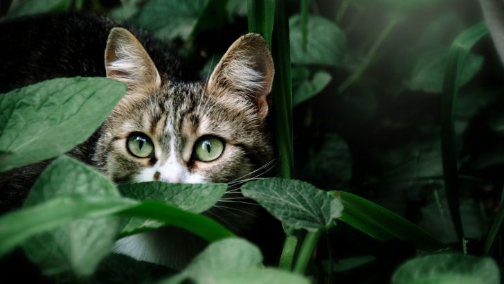 How Long Will A Cat Hide If Scared Outside & How To Find It
