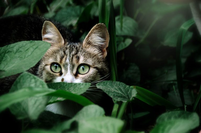 cat hiding