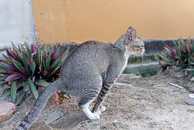 the cat defecates outside