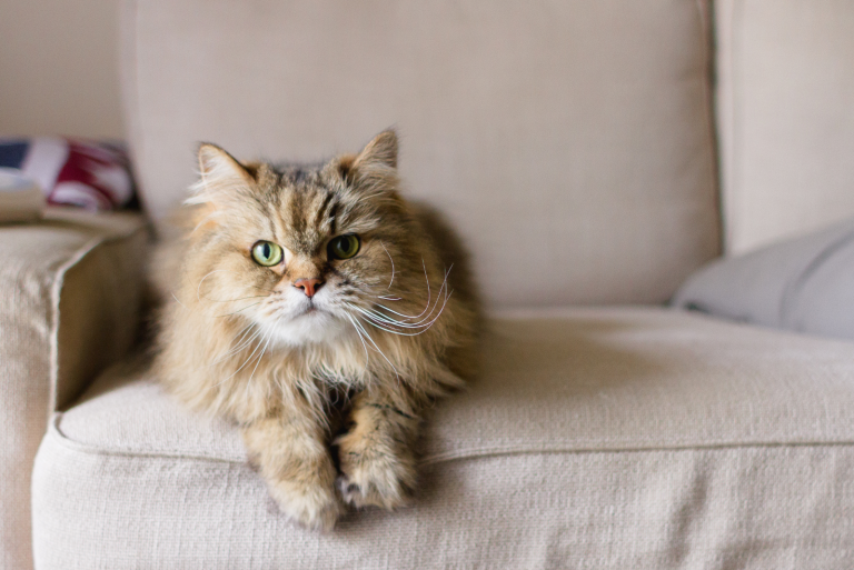 a beautiful cat is lying on the couch