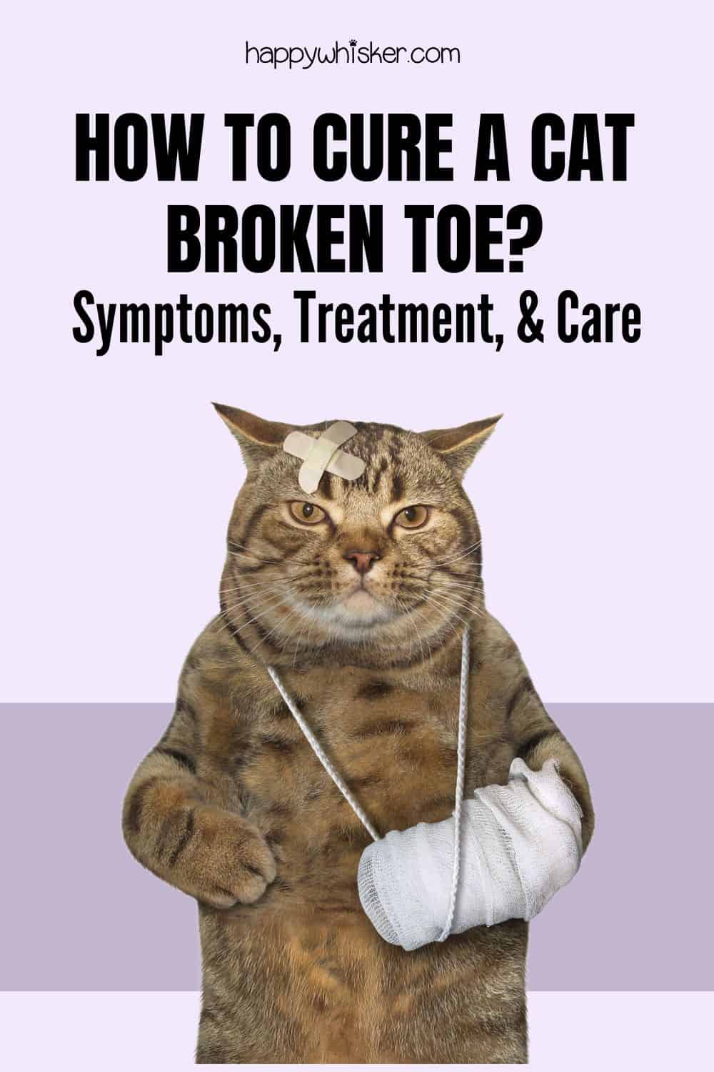 How To Cure A Cat Broken Toe Symptoms, Treatment, & Care