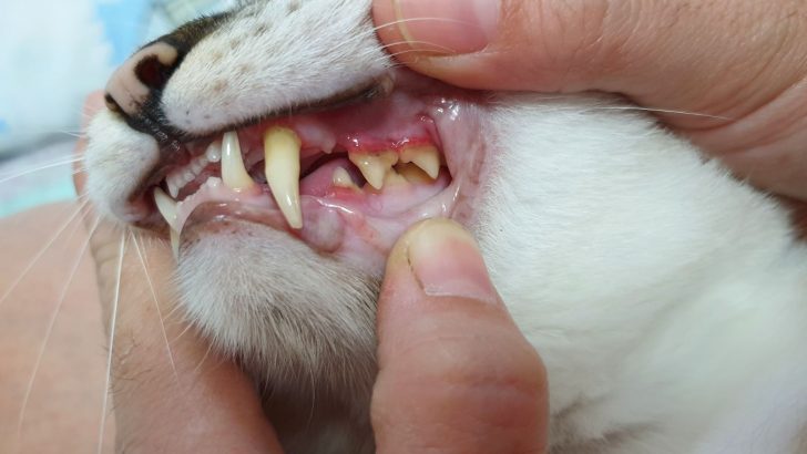 How To Deal With Cat Teeth Tartar And Other Dental Diseases