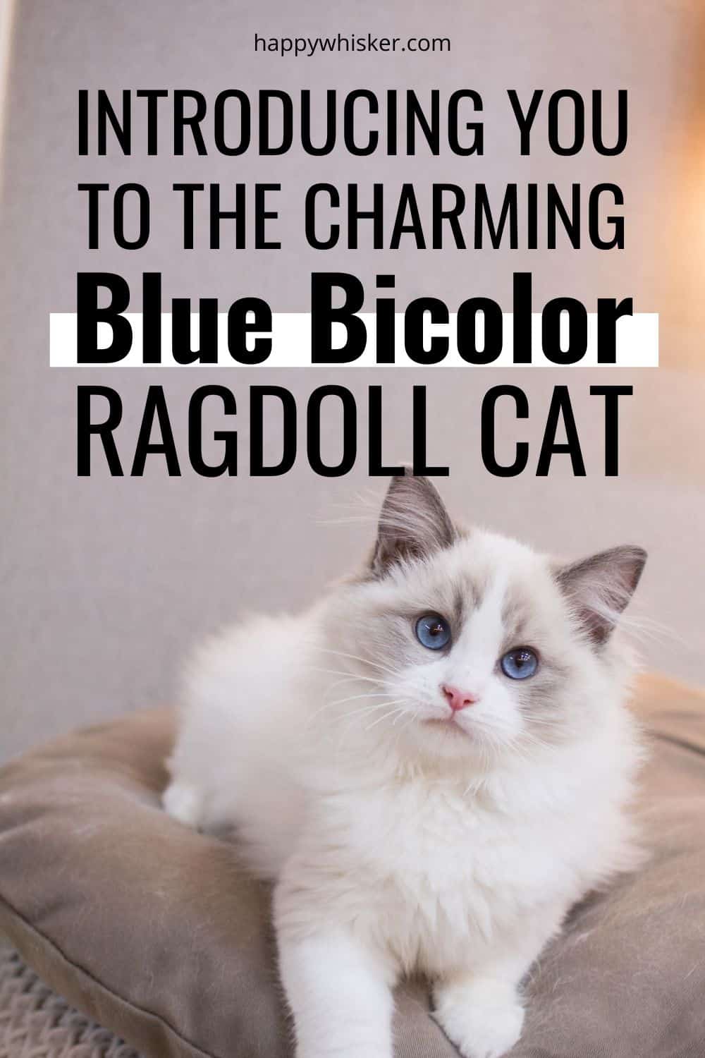 Introducing You To The Charming Blue Bicolor Ragdoll Cat Pinterest