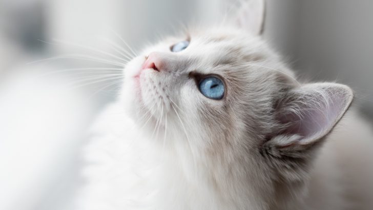The Charming Blue Bicolor Ragdoll Cat