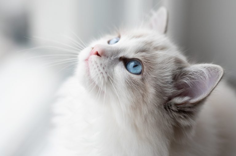 Ragdoll looking up