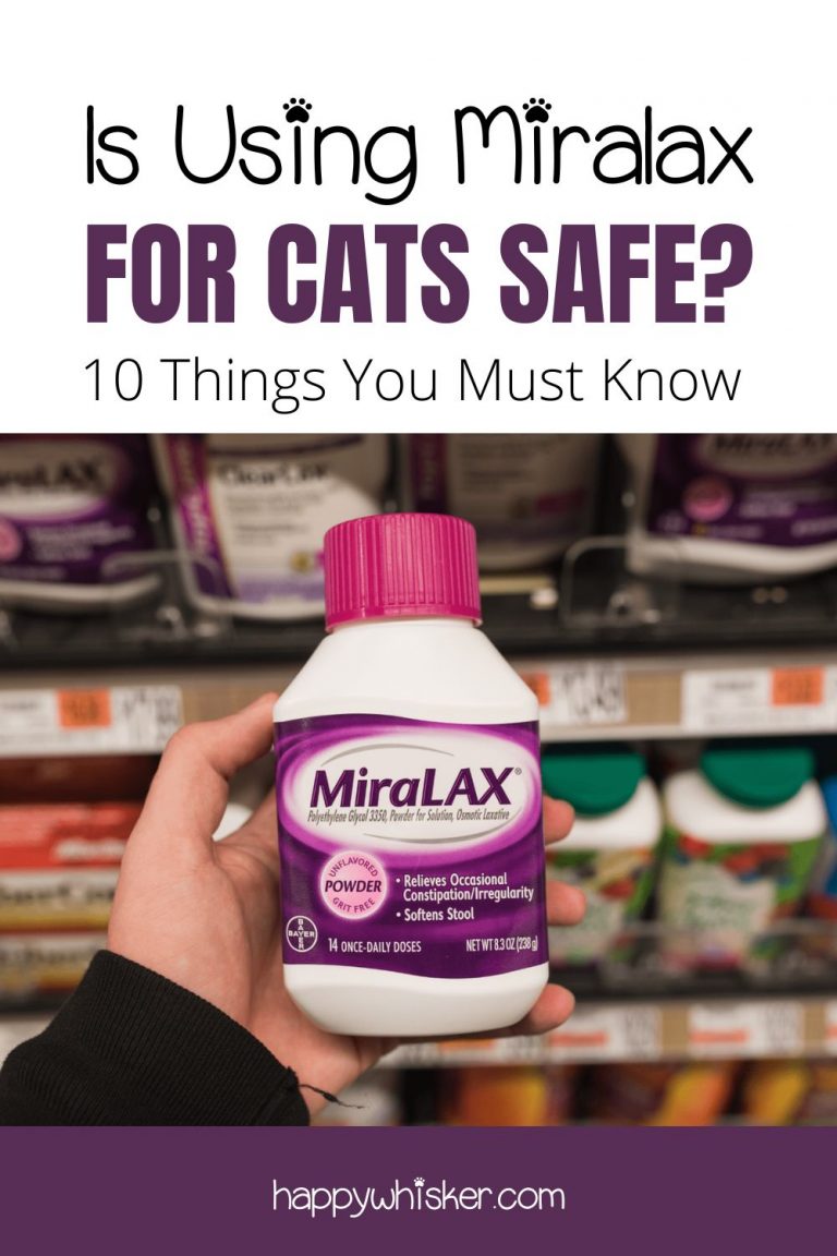 Is Using Miralax For Cats Safe? 10 Things You Must Know