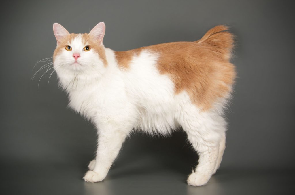 Cat Breed With No Tail The Manx Cat + Other Tailless Cats
