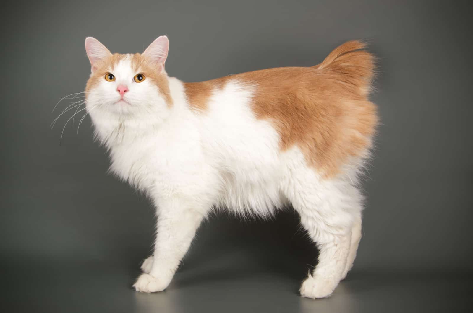 Kurilian Bobtail Cat