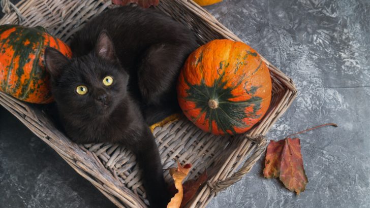 List Of Best Pumpkin Cat Treats In 2023 (+ Homemade Recipes)