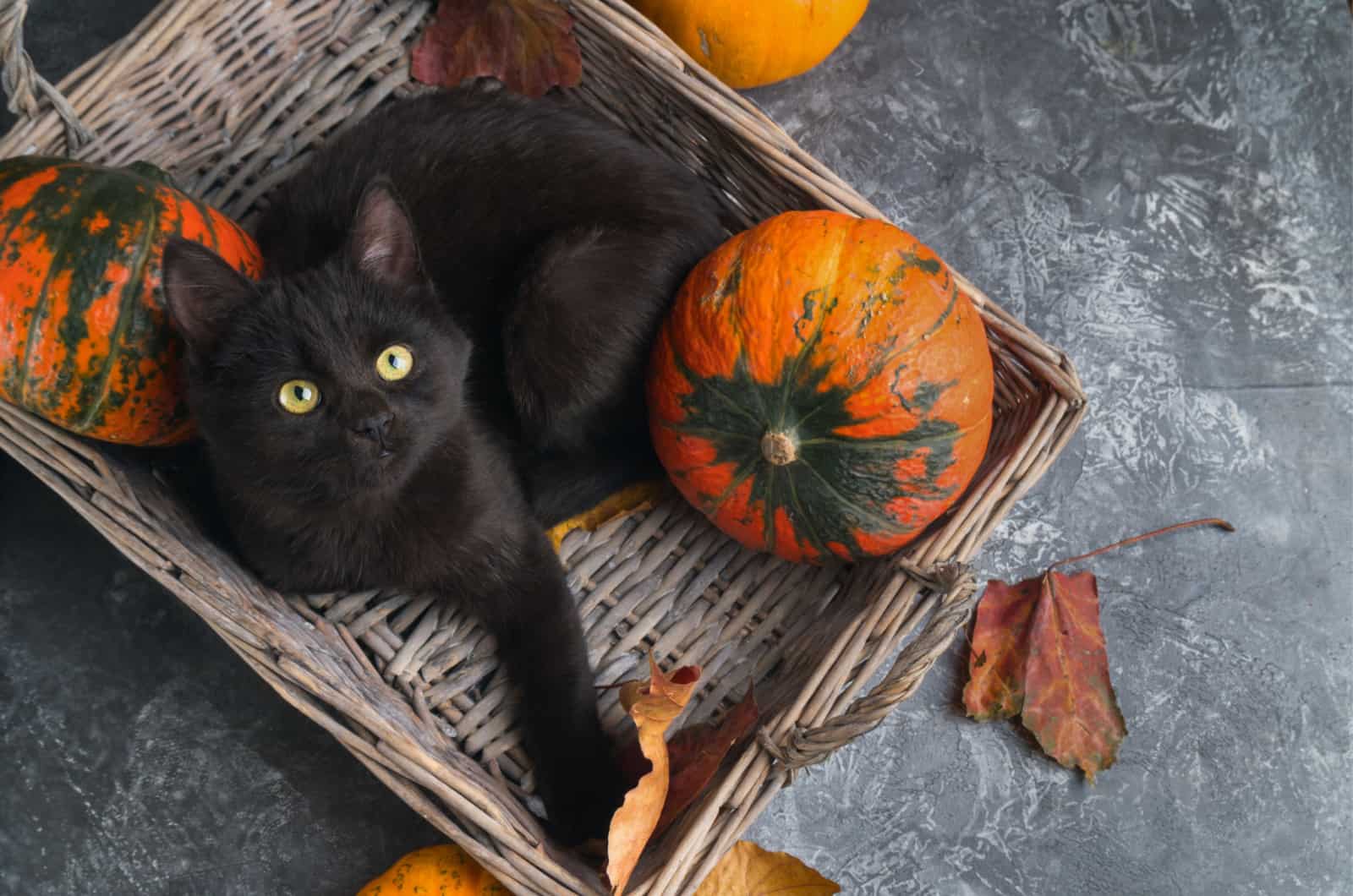black cat with pumpkins