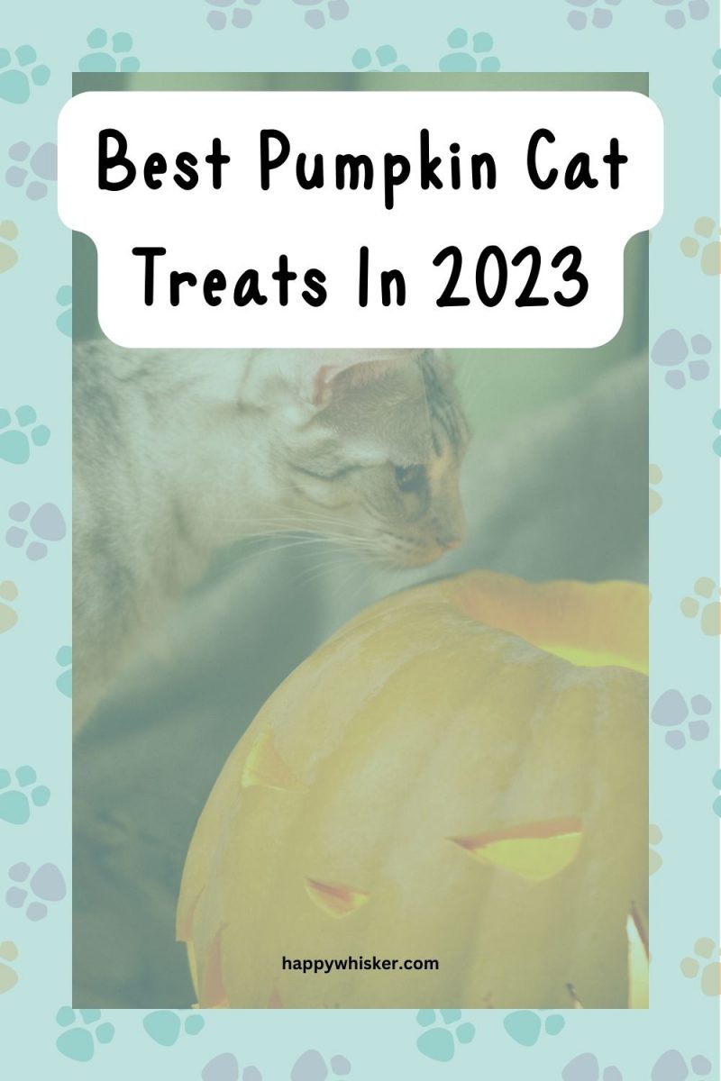 List Of Best Pumpkin Cat Treats In 2023 (+ Homemade Recipes)