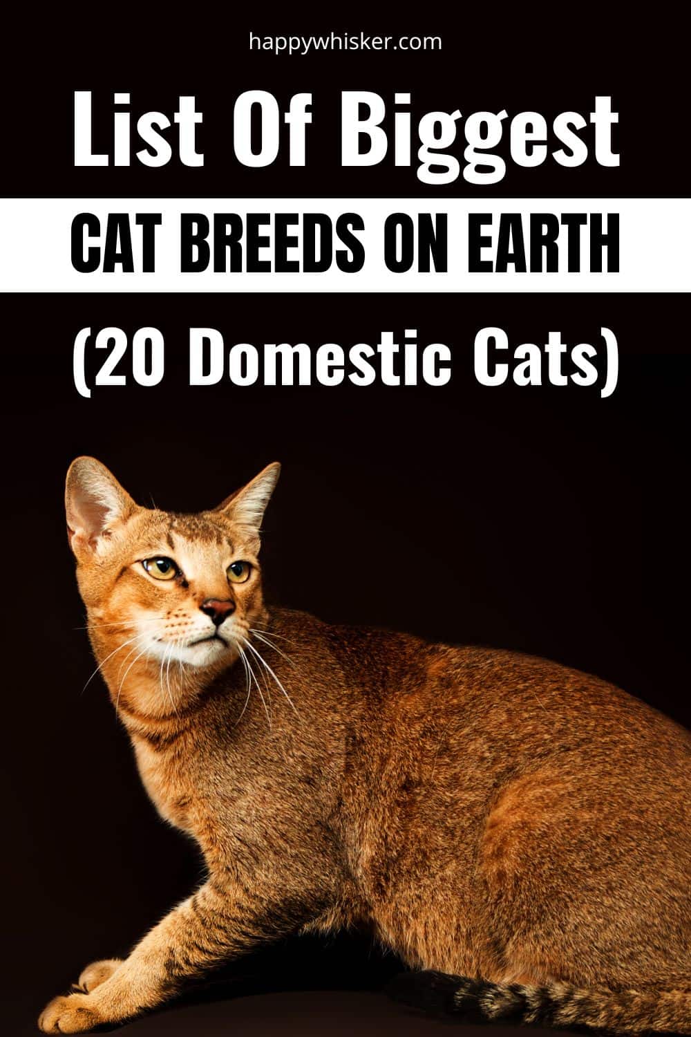List Of Biggest Cat Breeds On Earth (20 Domestic Cats) Pinterest 