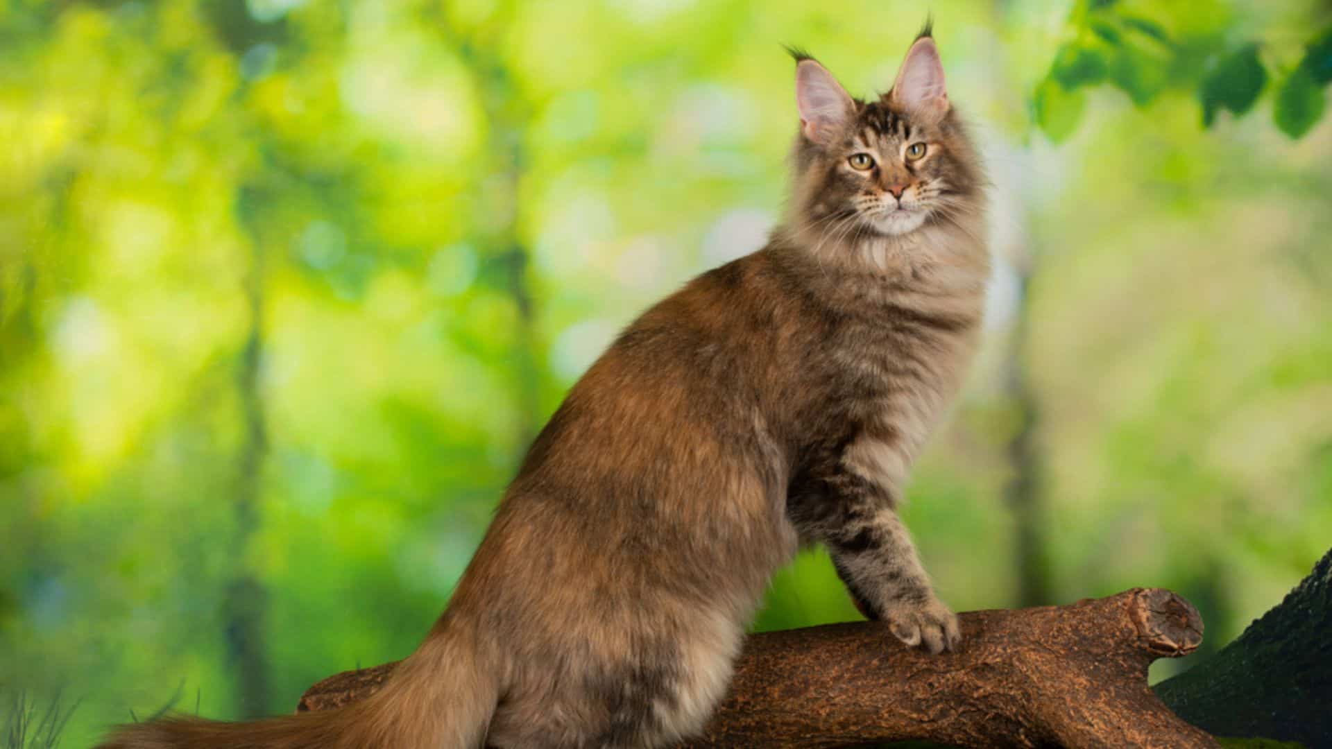 big maine coon cat in nature