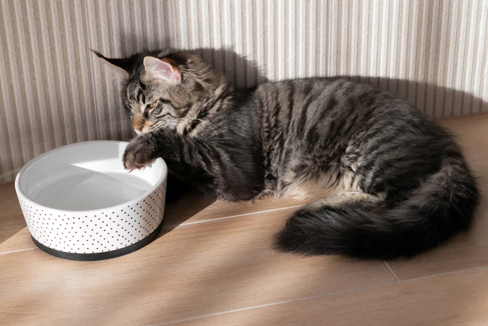 Maine coon dips its paw in water bowl
