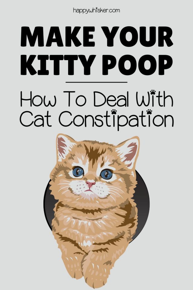 Make Your Kitty Poop How To Deal With Cat Constipation